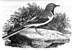 Grey Wagtail，来自托马斯·比威克的“英国鸟类史”的插图，首次出版于1797年
