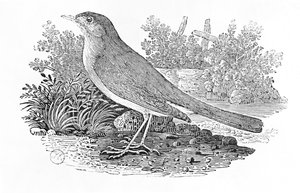 夜莺（Luscinia megarhynchos）来自“英国鸟类史”第一卷，酒吧。 1797年（木版画）