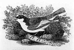 The Pied Flycatcher，来自托马斯·比威克的“英国鸟类史”的插图，于1797年首次出版