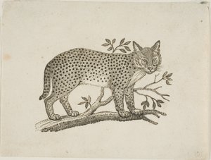 薮猫 作者 托马斯·贝威克