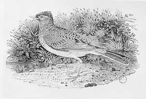 The Skylark（Alauda arvensis）来自“英国鸟类史”第一卷，酒吧。 1797年（木版画） 作者 托马斯·贝威克