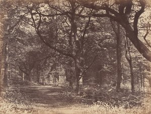 柴郡诺顿的木景，1856年。