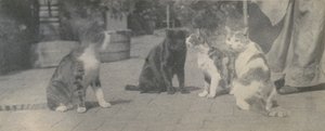 四只猫，约1895年。 作者 托马斯·埃金斯
