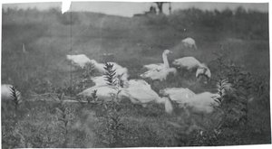 补网现场的鹅，新泽西州的格洛斯特，1881年。 作者 托马斯·埃金斯