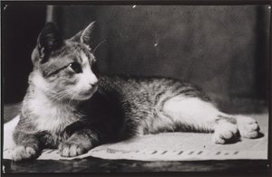 托马斯-艾金斯夫人的猫，约1880-1890。 作者 托马斯·埃金斯