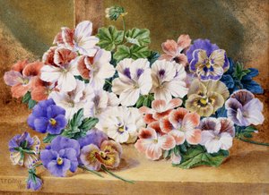 三色堇和天竺葵静物。托马斯-弗雷德里克-科利尔（1823-1885 年）的画作 作者 托马斯·弗雷德里克·科利尔