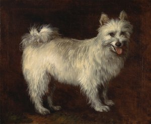 Spitz Dog,A Dog, 约1765年。 作者 托马斯·盖恩斯伯勒