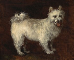 斯比特犬