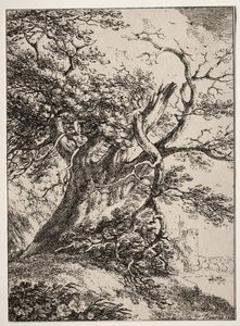 复测的标本：《一棵橡树的风景》，1803年。 作者 托马斯·赫恩