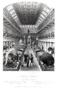 亨特里安博物馆，插图为&39;伦敦室内设计&39;，由Edward Radclyffe雕刻，1840年代