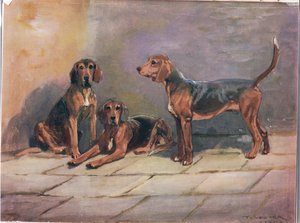 狗，插图来自&39;猎犬&39;