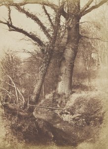 树木，1854年至1857年。 作者 托马斯·基思