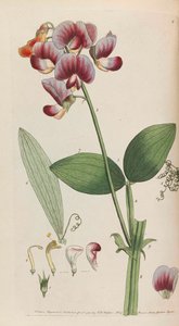 Flora rustica, 1792. 作者 Thomas Martyn