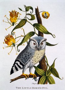 小角Ow，来自&39;印度动物学&39;，出版于1790年 作者 托马斯·彭南特