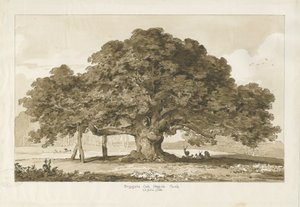 Blithfield-Beggar&39;s Oak：棕褐色画，1837年