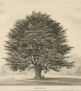 摄取-雪松：棕褐色绘画，nd [？1838]