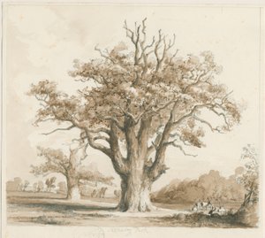 特德斯利堂-橡树：铅笔和水墨画，未完成[1842年11月]