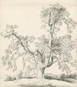 Tutbury-“ Wych Elm”：钢笔画