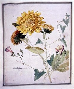 太阳花和卷心菜（纸上水彩画