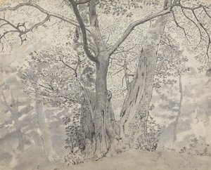 树木研究 作者 托马斯·斯托达德