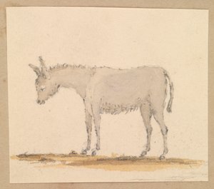驴子的研究，约 1820 年（钢笔和墨水、水洗、水彩画） 作者 托马斯·斯特里特菲尔德