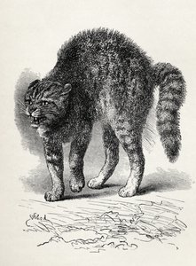 被查尔斯达尔文的“人与动物的情感表达”中的一只狗吓坏了的猫，1872年（版画） 作者 托马斯·伍德