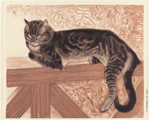 夏天栏杆上的猫