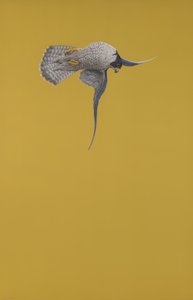 黄色弯腰 作者 蒂姆·海沃德