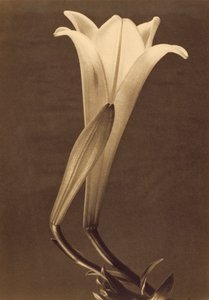 蒂娜-莫多蒂的《百合花》铂金版画 作者 蒂娜·莫多蒂