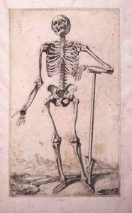 解剖研究，多米尼克-玛丽亚-博纳维拉（1640年生）（蚀刻和干点）。