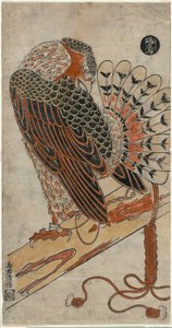 雀鹰（Konori taka）