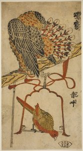 雀鹰和金刚鹦鹉 (Konori taka, inko)