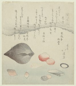 花贝壳、红贝壳和纯红贝壳
花贝、红贝和纯红贝（物品上的标题）
贝壳系列（系列名称）
贝壳系列（物品上的系列名称） 作者 东东屋北海