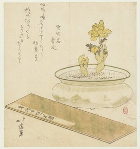 盆栽和年鉴 作者 东东屋北海