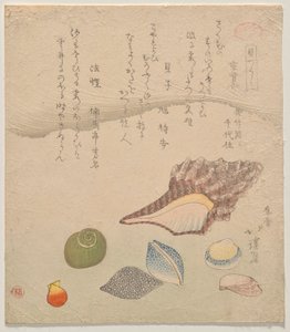 海边的七个贝壳》，选自《贝壳汇编》系列（Kaizukushi） 作者 东东屋北海