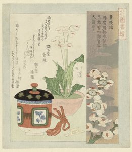 报春花静物画 作者 刚玉堂龙男