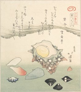 顶壳和各种贝壳，19世纪。 作者 东东屋北海