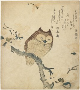 （猫头鹰），19世纪初 作者 丰田福建