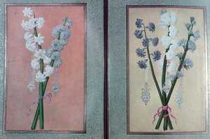 TKHazine 413两个风信子，1736年 作者 土耳其语学校