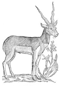 Quadrupedum omnium bisulcorum historia 作者 乌里斯·阿尔德罗万迪