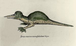 一条海龙的表现。Ulisse Aldrovandi (1522-1605)的自然历史手稿中关于怪兽的图版 作者 乌里斯·阿尔德罗万迪