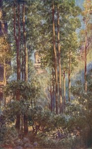 1923年在新南威尔士州的布什谷。 作者 不明