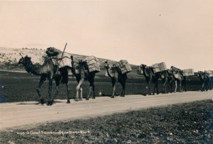 前往大马士革的骆驼火车，1936年 作者 不明