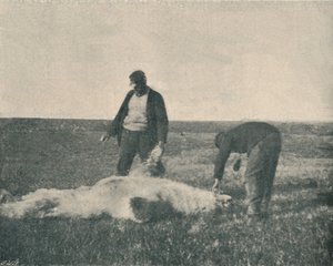 驯鹿岛上的死熊1893年8月21日，1893年1897年 作者 不明