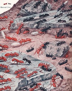 1935年，蚂蚁世界进行了激烈的奴隶袭击 作者 不明