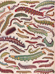 一百种不同的蝴蝶和飞蛾毛虫，1935年 作者 不明
