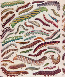 一百种不同的蝴蝶和飞蛾毛虫，1935年 作者 不明