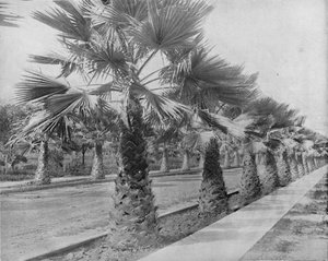 大约在1897年，在加利福尼亚州洛杉矶的棕榈大道上。 作者 不明