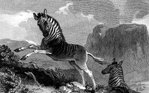 Quagga，1815年 作者 不明