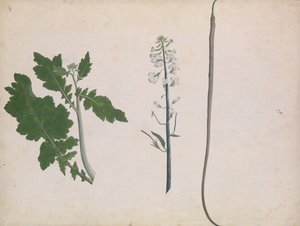 萝卜植物、种子和花，18世纪末。 作者 不明